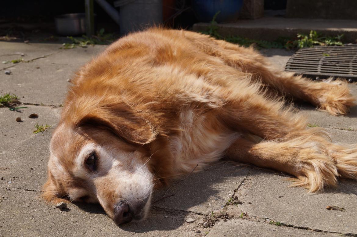 Nova scotia duck tolling retriever Marvin - Forår 2014 billede 8