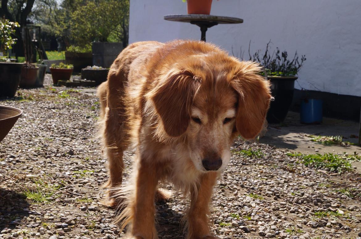 Nova scotia duck tolling retriever Marvin - Forår 2014 billede 21