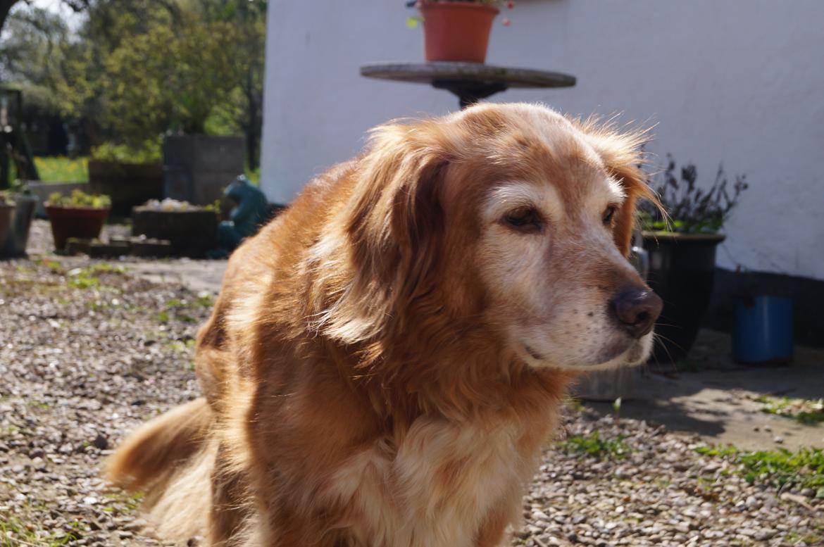 Nova scotia duck tolling retriever Marvin - Forår 2014 billede 7