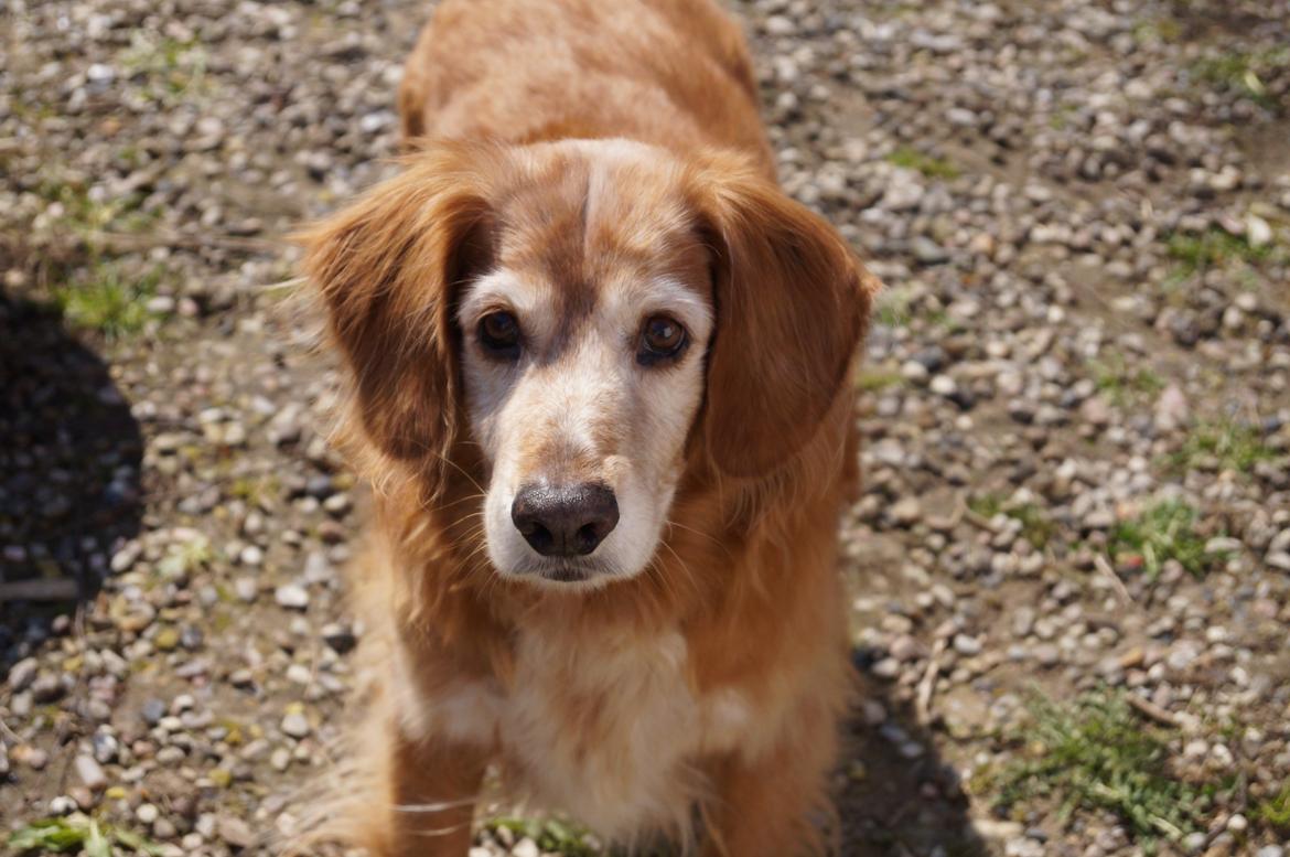 Nova scotia duck tolling retriever Marvin - Forår 2014 billede 10