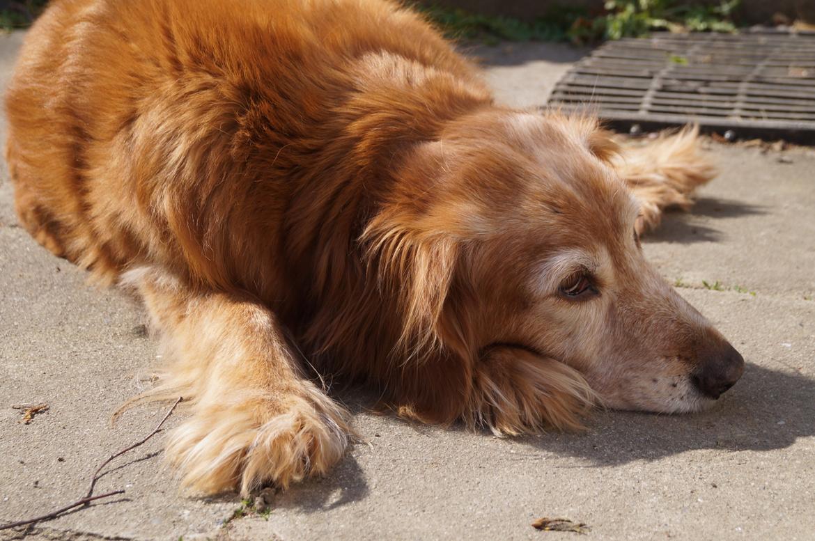 Nova scotia duck tolling retriever Marvin billede 6