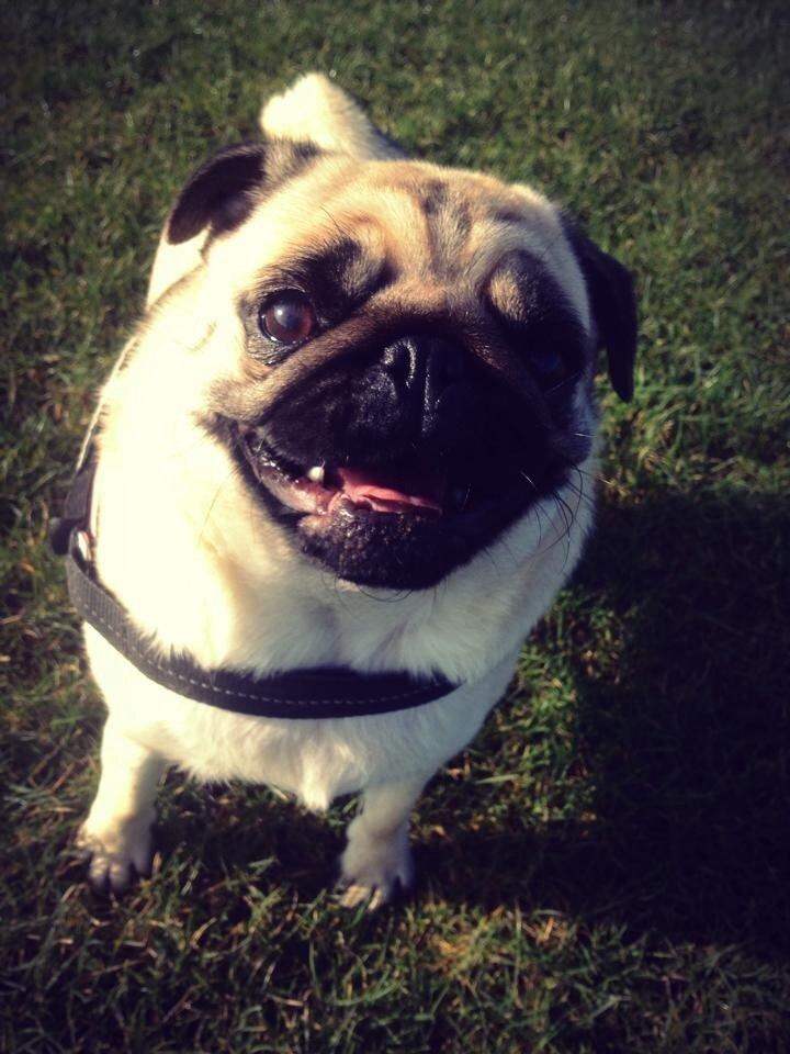 Mops Karla billede 25