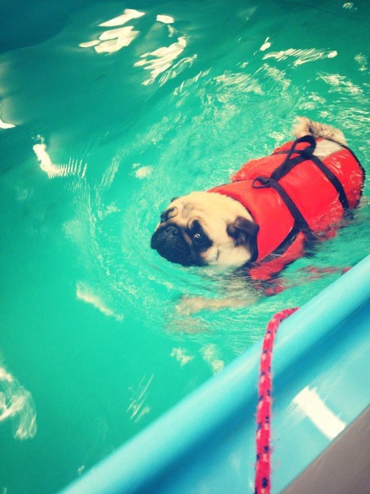 Mops Karla billede 26