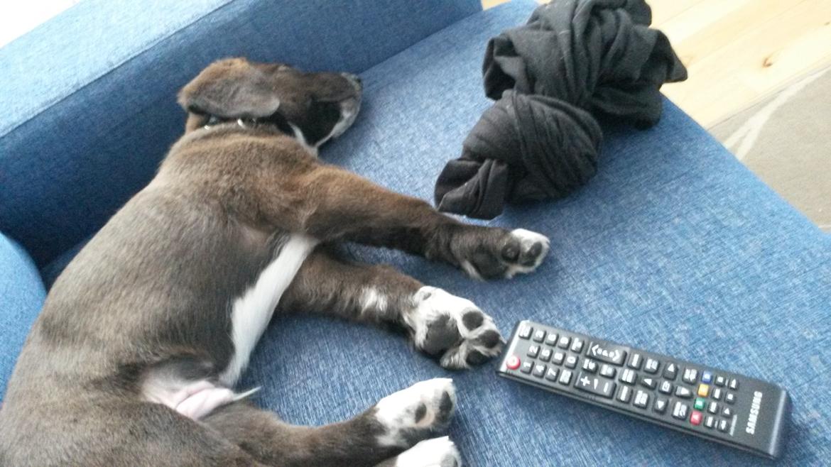 Grønlandshund - Bob - Lidt fra da han var hvalp. ((3 ½ -måned gammel ) Fjernbetjningen er en målestok til hans poter ) billede 1