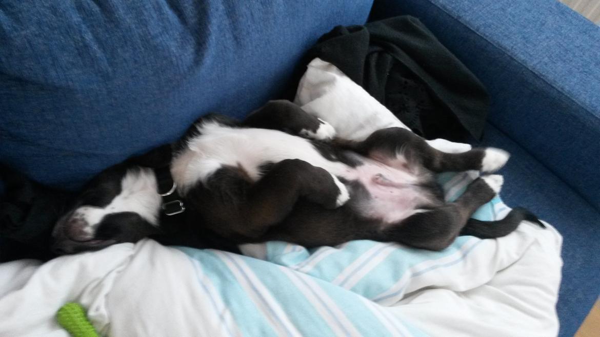 Grønlandshund - Bob - Lidt fra da han var hvalp. ( 4 måneder gammel ) billede 3