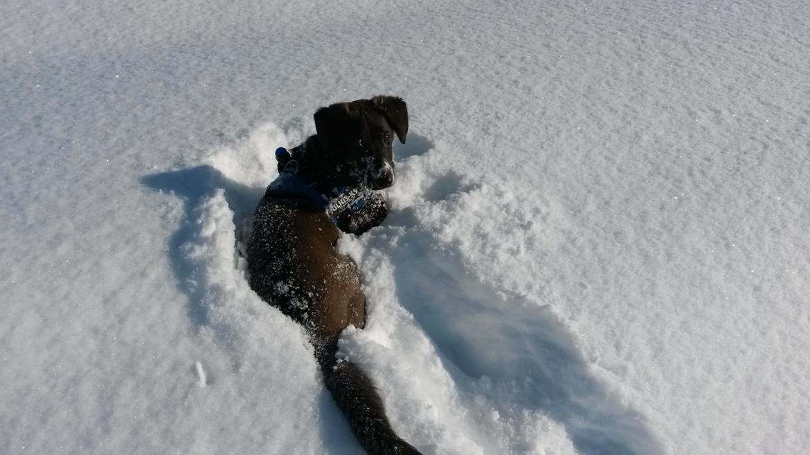 Grønlandshund - Bob - Grønlandsk vinter - 2014 ( 7 måneder gammel ) billede 5