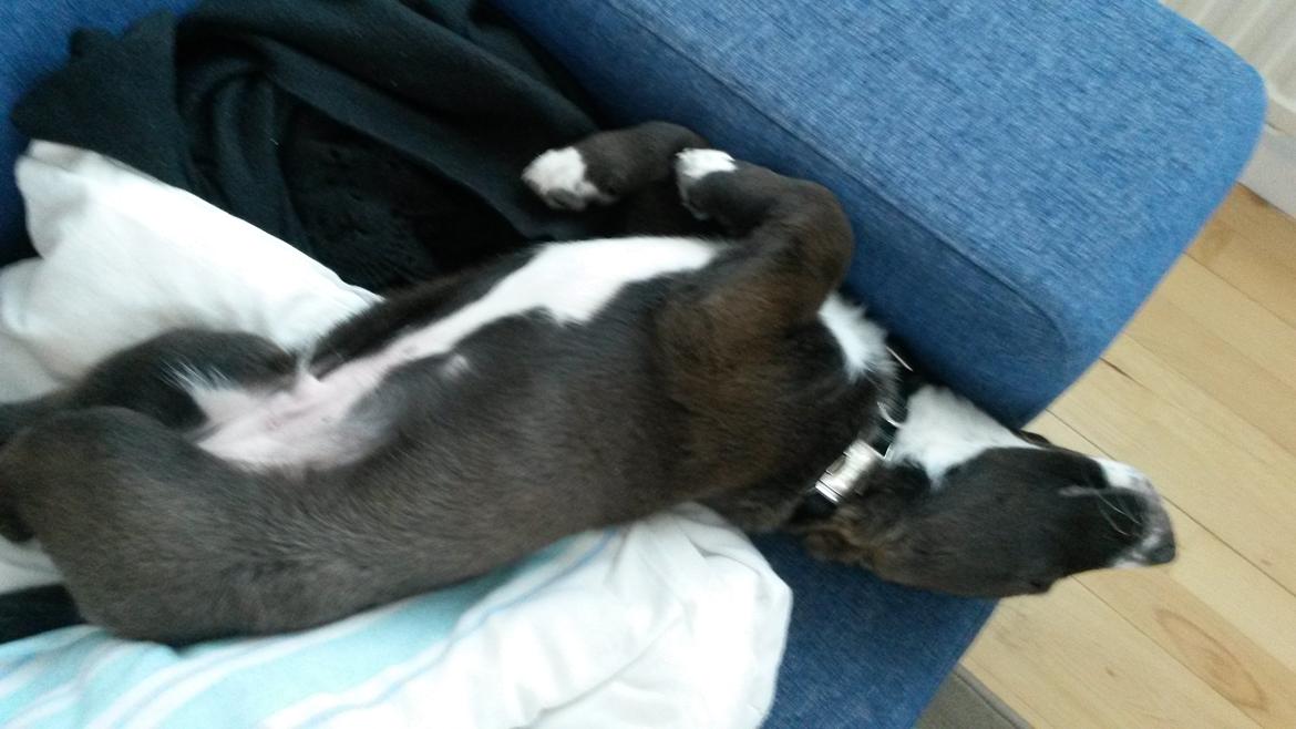 Grønlandshund - Bob - Lidt fra da han var hvalp. ( 4 måneder gammel ) billede 2