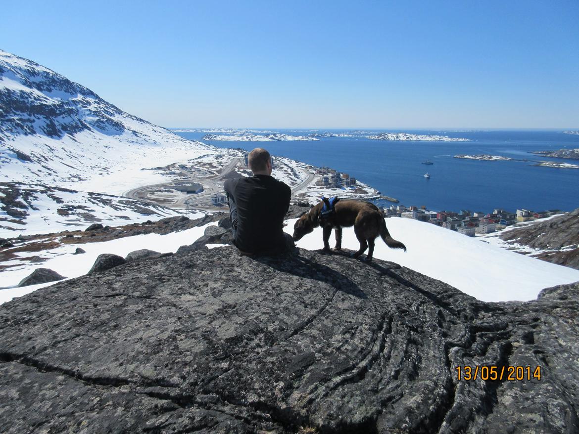 Grønlandshund - Bob - Vandretur på Grønland. ( 9 måneder gammel ) billede 7