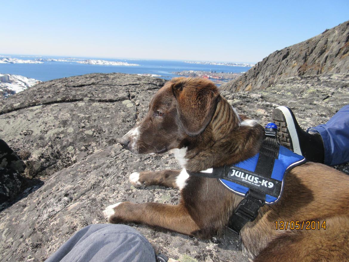 Grønlandshund - Bob - Vandretur på Grønland. ( 9 måneder gammel ) billede 6