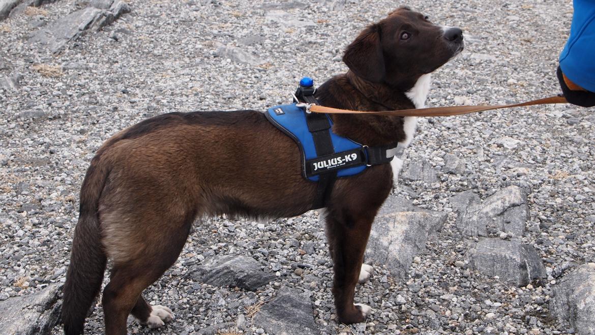 Grønlandshund - Bob - 9 måneder gammel. billede 8