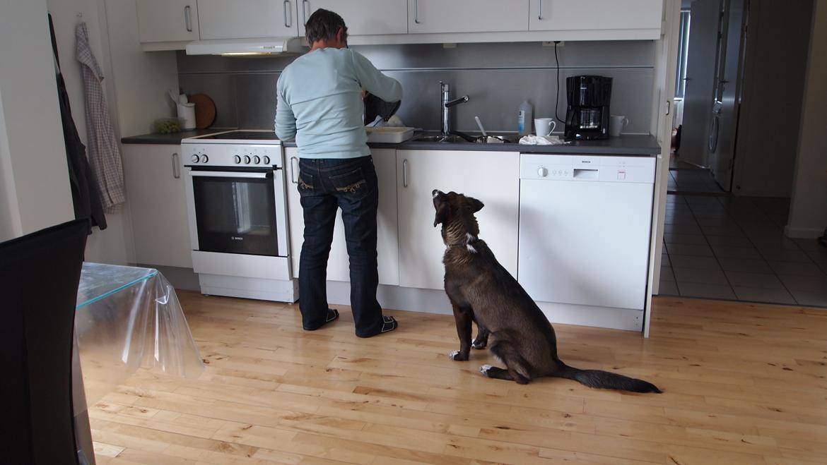 Grønlandshund - Bob - Besøg fra Danmark, en tur med i køkkenet. ( 9 måneder gammel ) billede 9
