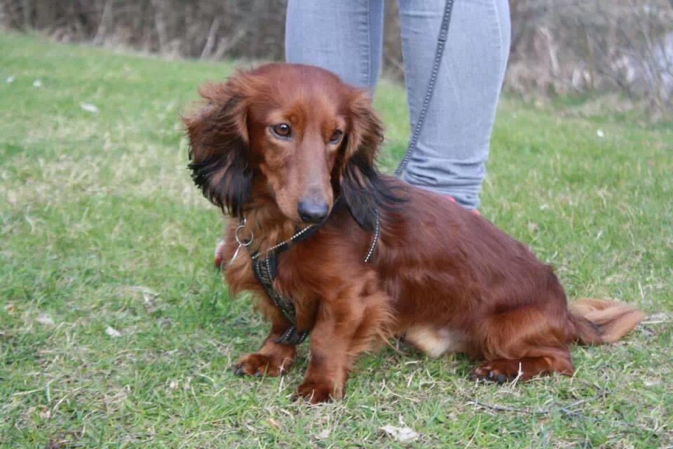 Dværggravhund Zazu billede 1