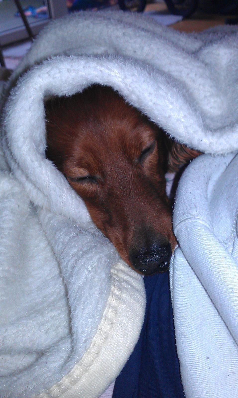 Dværggravhund Zazu billede 2