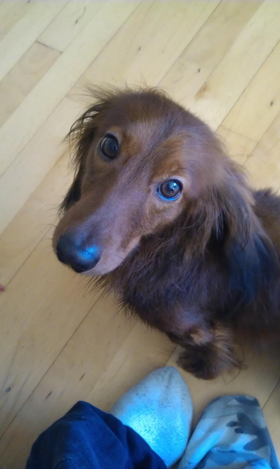 Dværggravhund Zazu billede 3