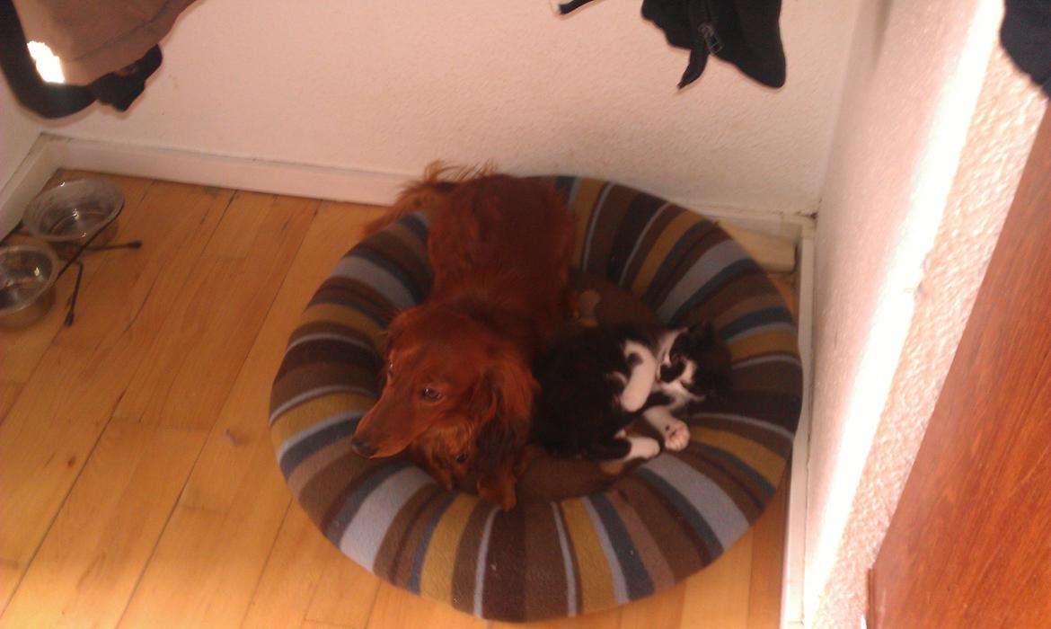 Dværggravhund Zazu billede 6