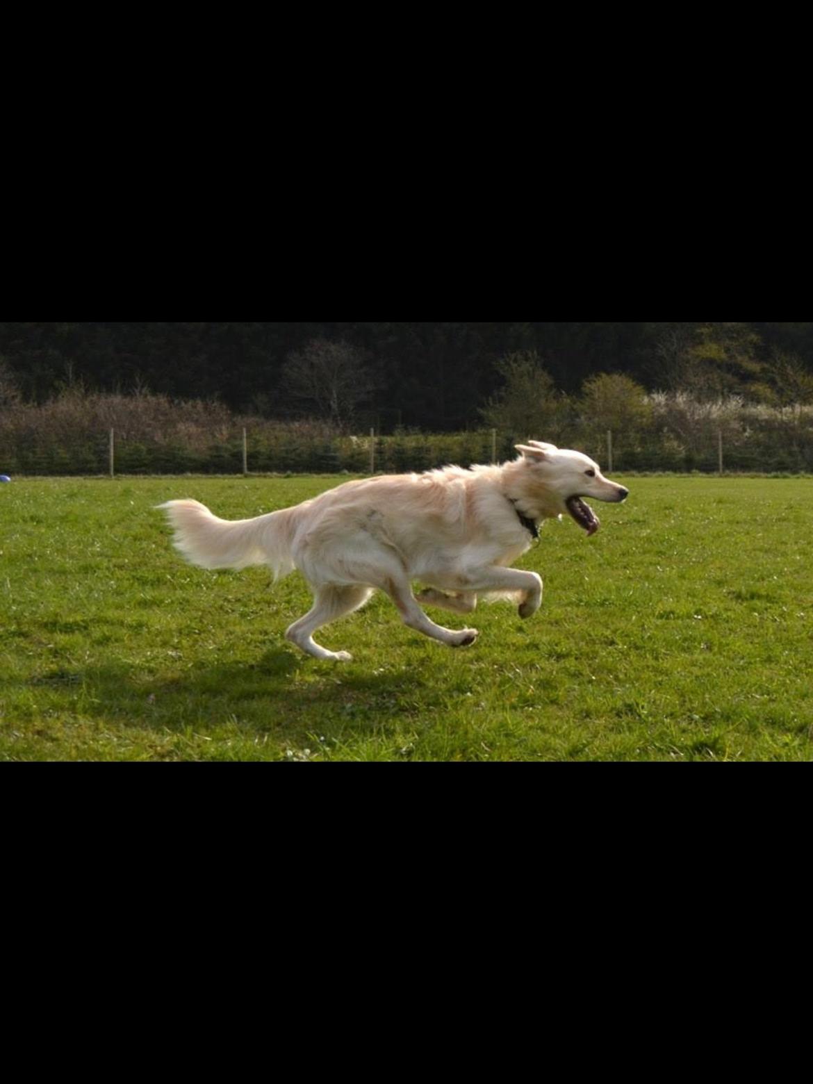 Blanding af racer Charlie billede 16