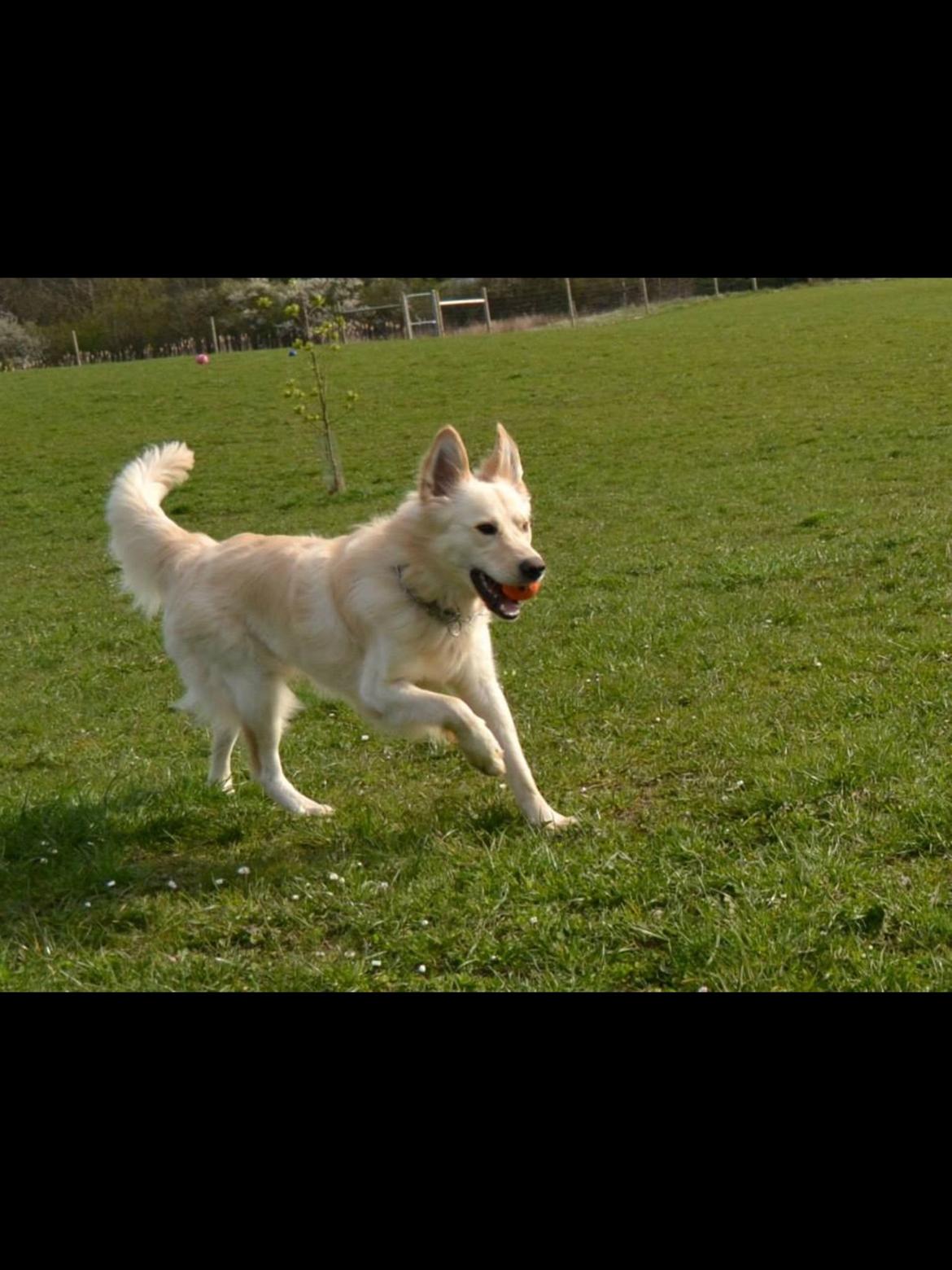 Blanding af racer Charlie billede 17
