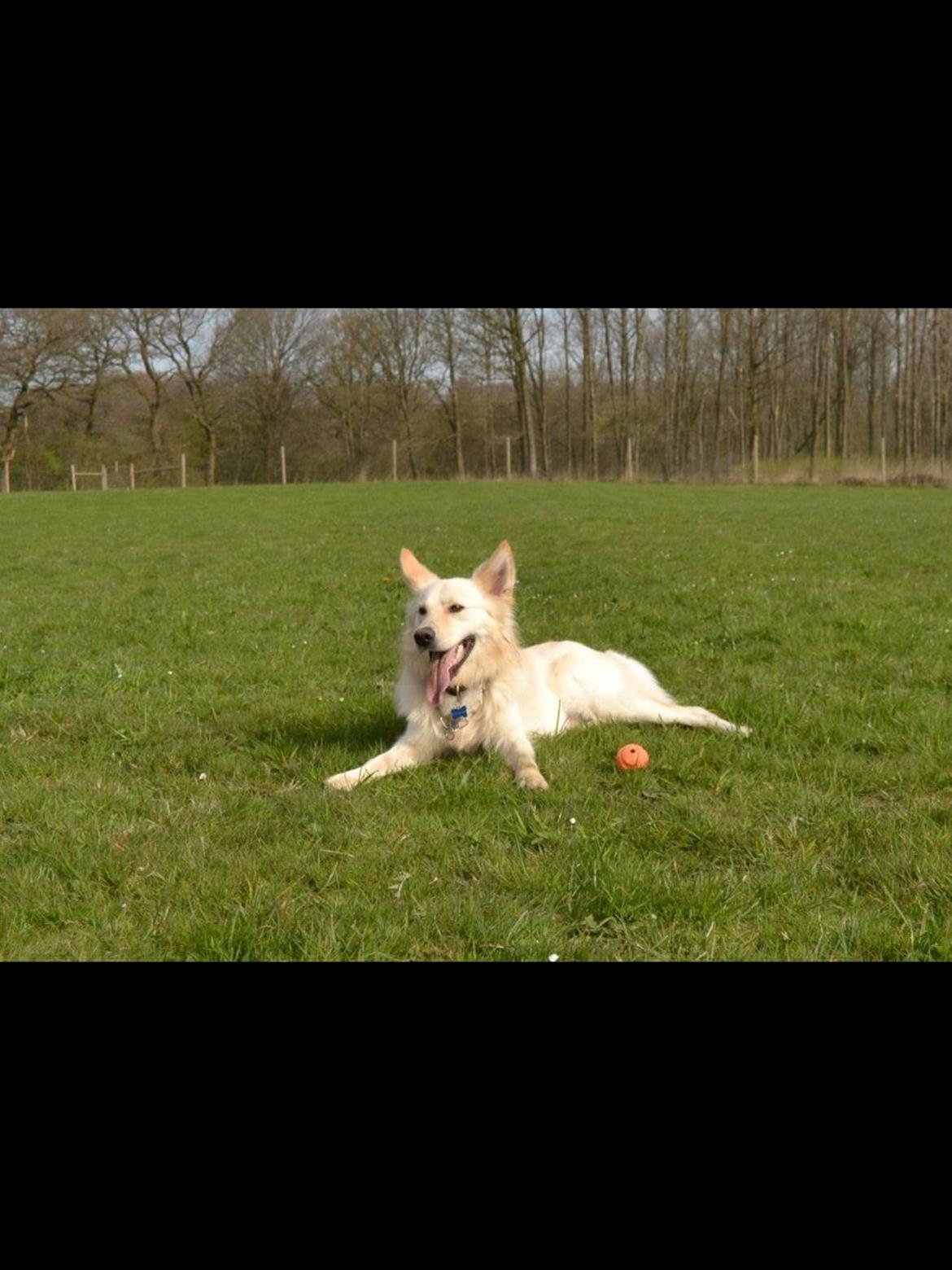 Blanding af racer Charlie billede 18