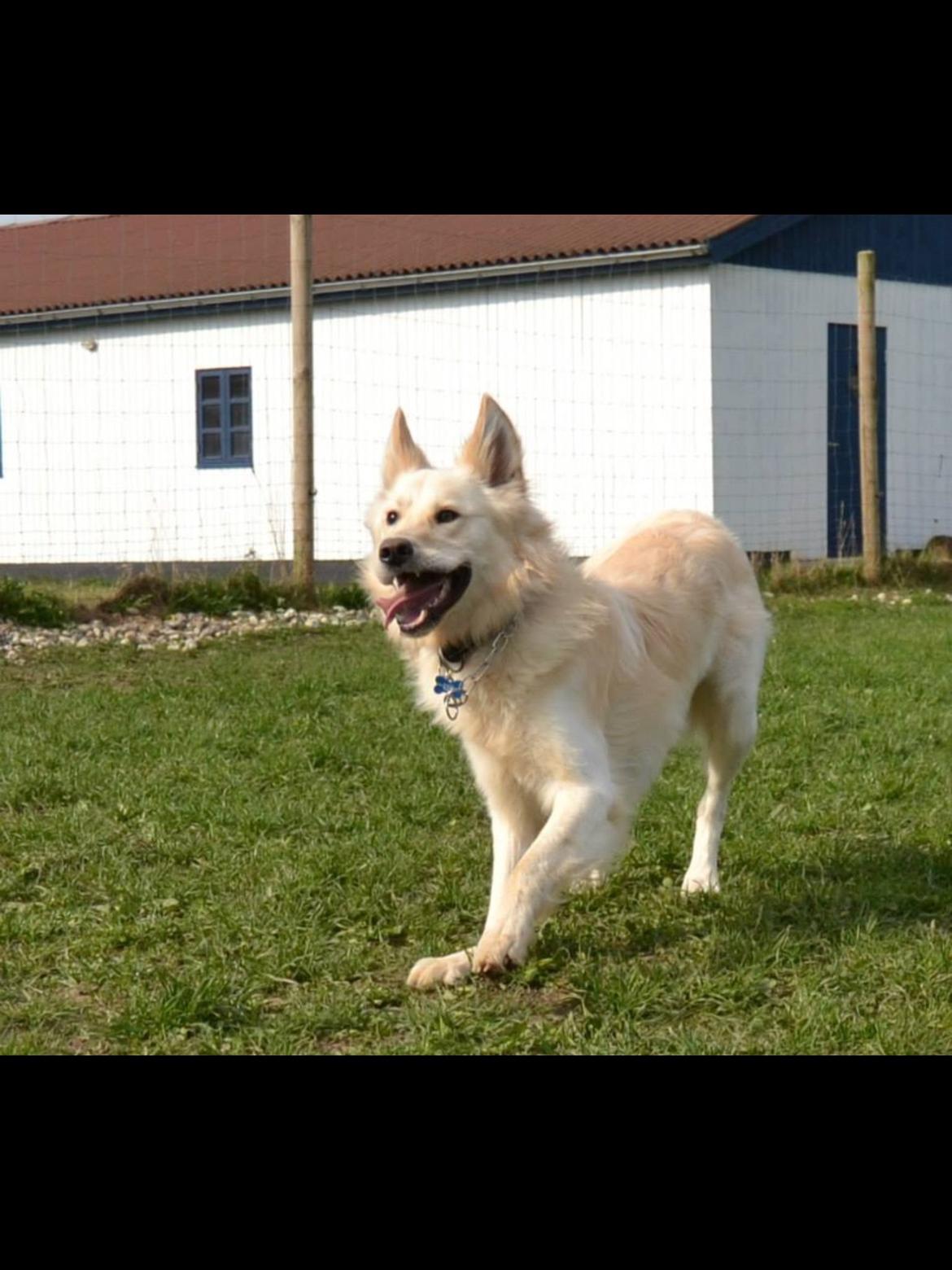Blanding af racer Charlie billede 19