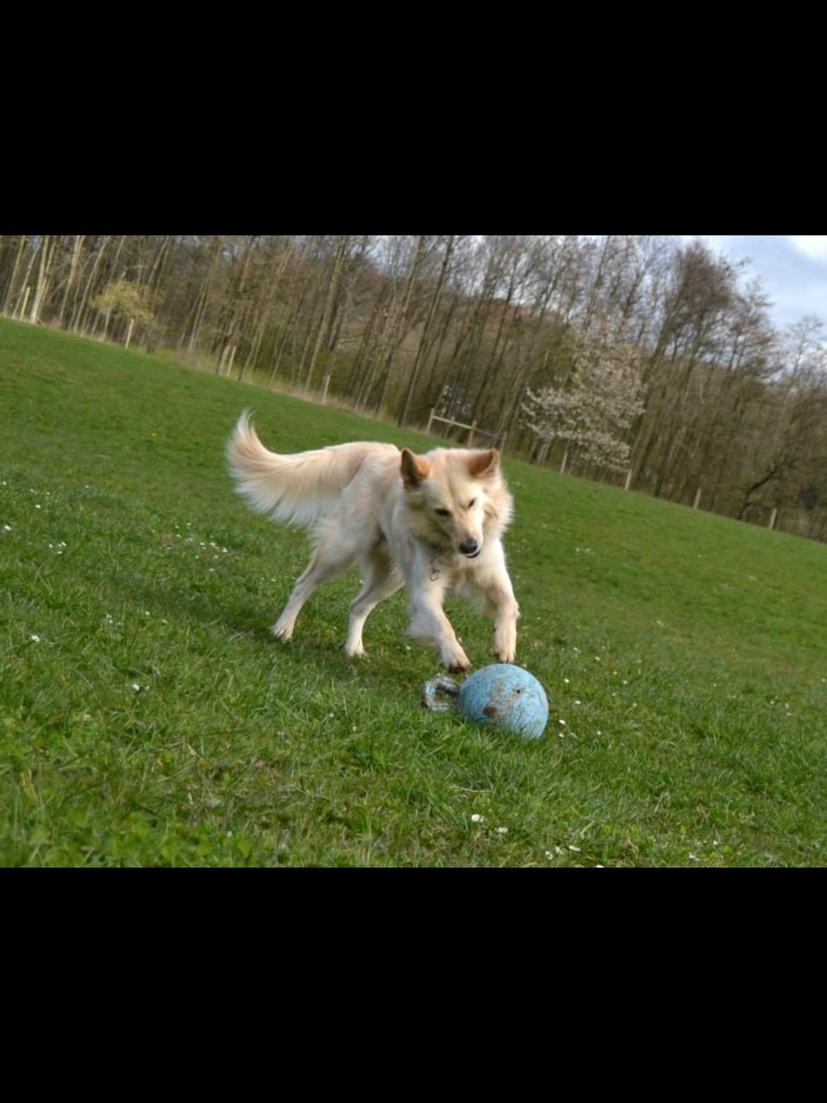 Blanding af racer Charlie billede 20