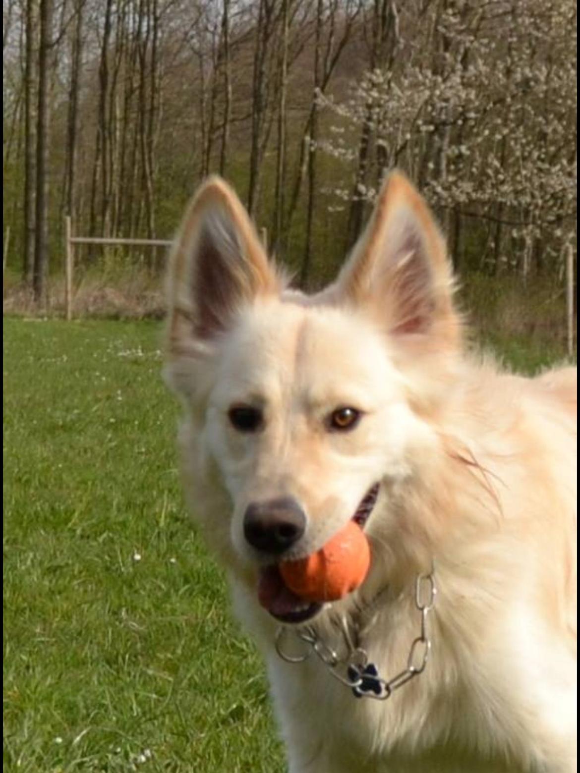 Blanding af racer Charlie billede 21