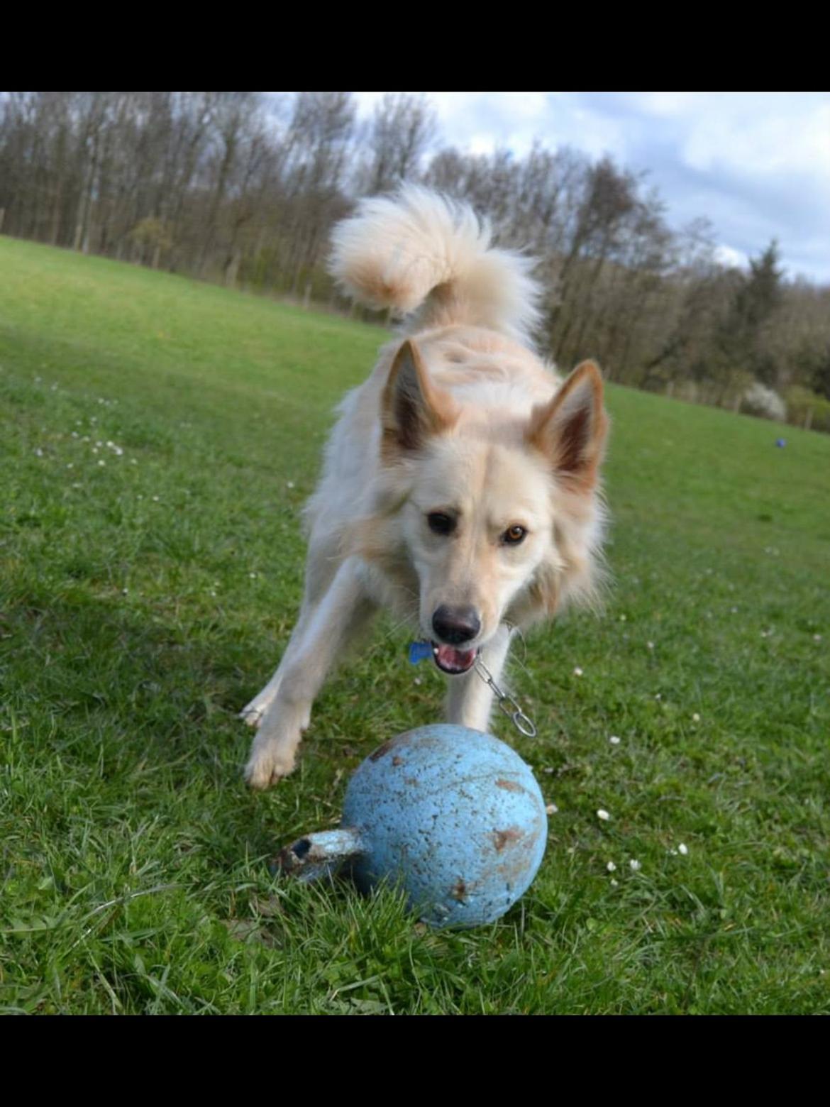Blanding af racer Charlie billede 22