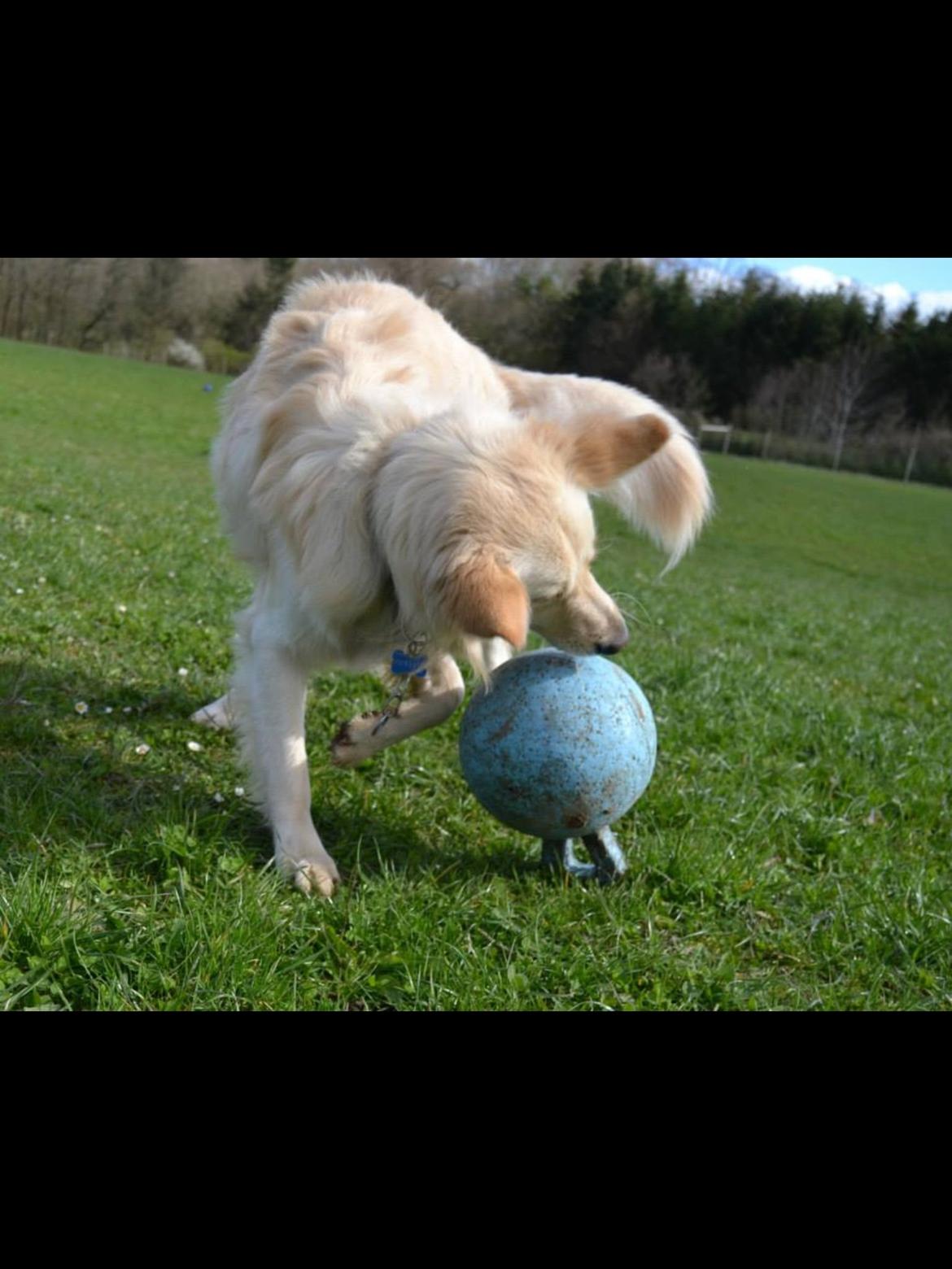 Blanding af racer Charlie billede 23