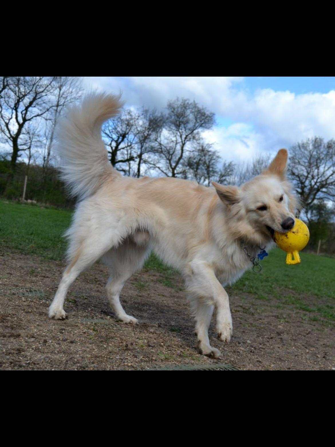 Blanding af racer Charlie billede 24