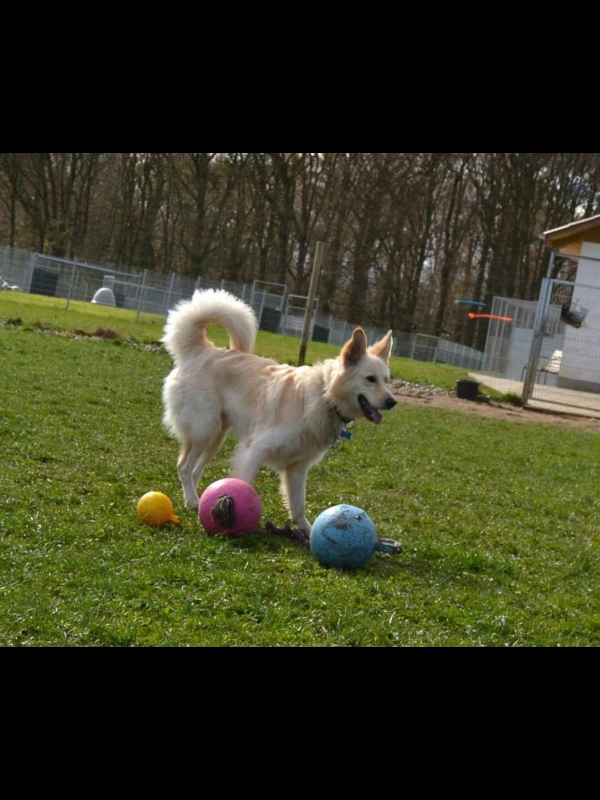 Blanding af racer Charlie billede 25