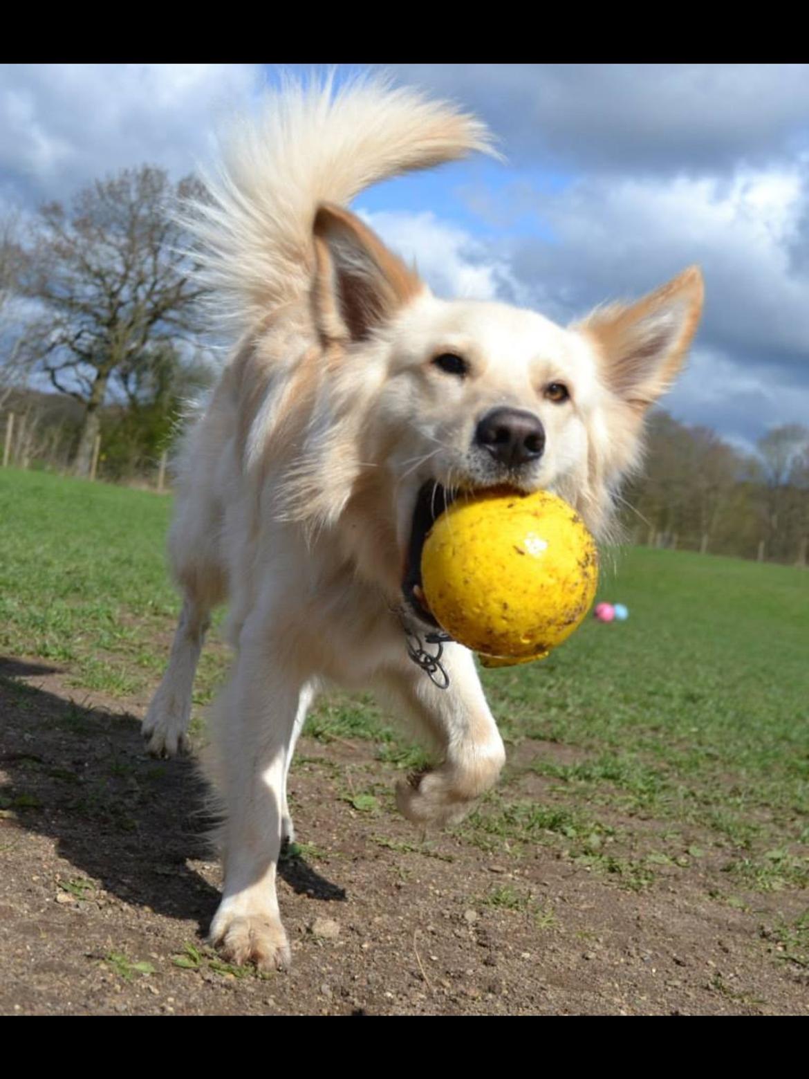 Blanding af racer Charlie billede 26