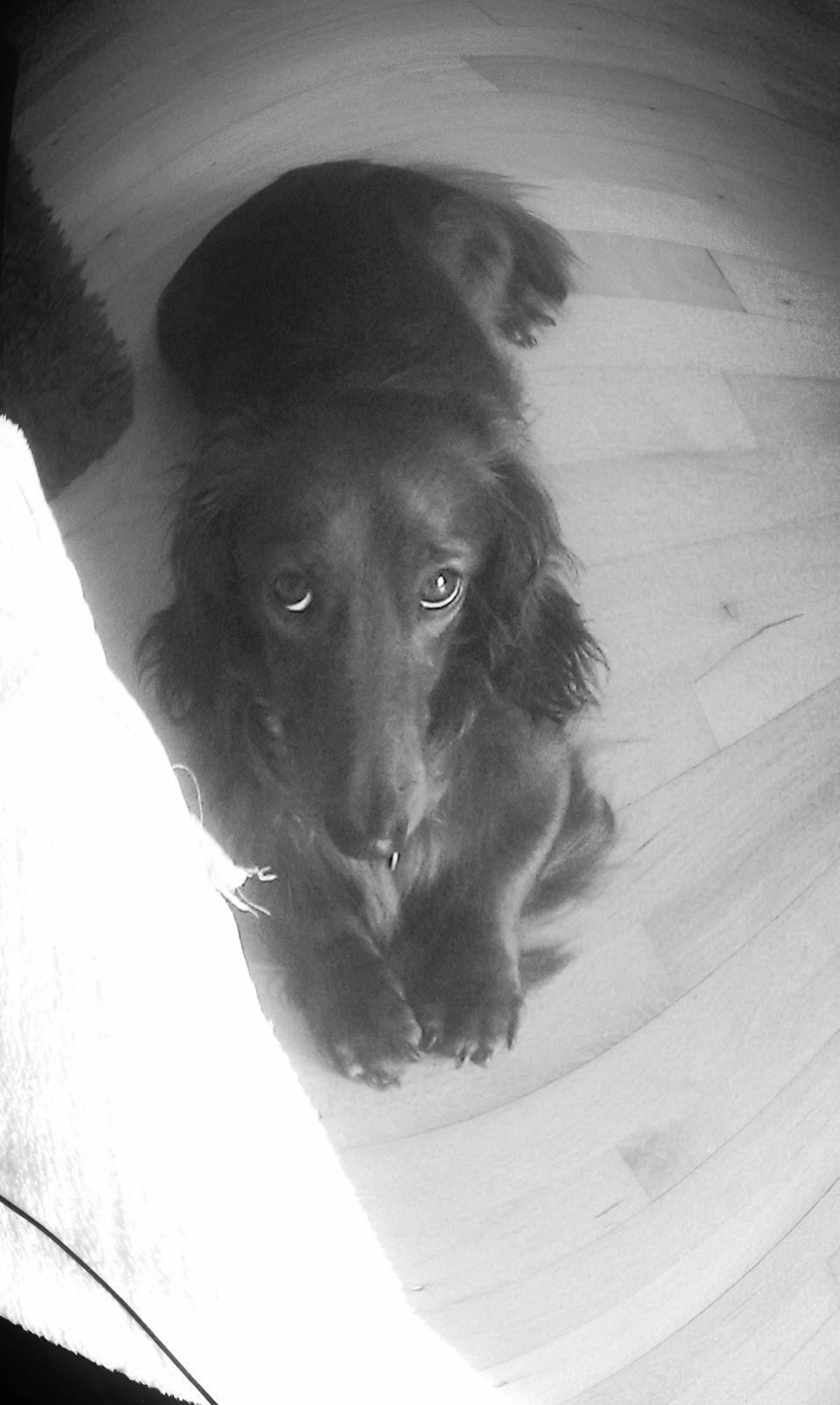 Dværggravhund Zazu billede 7