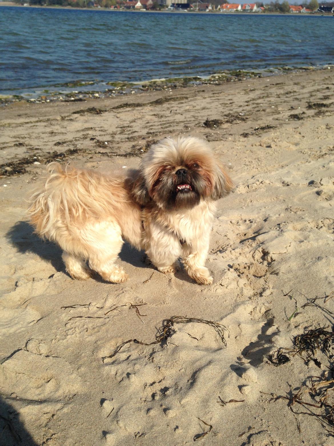Shih tzu Chico billede 4