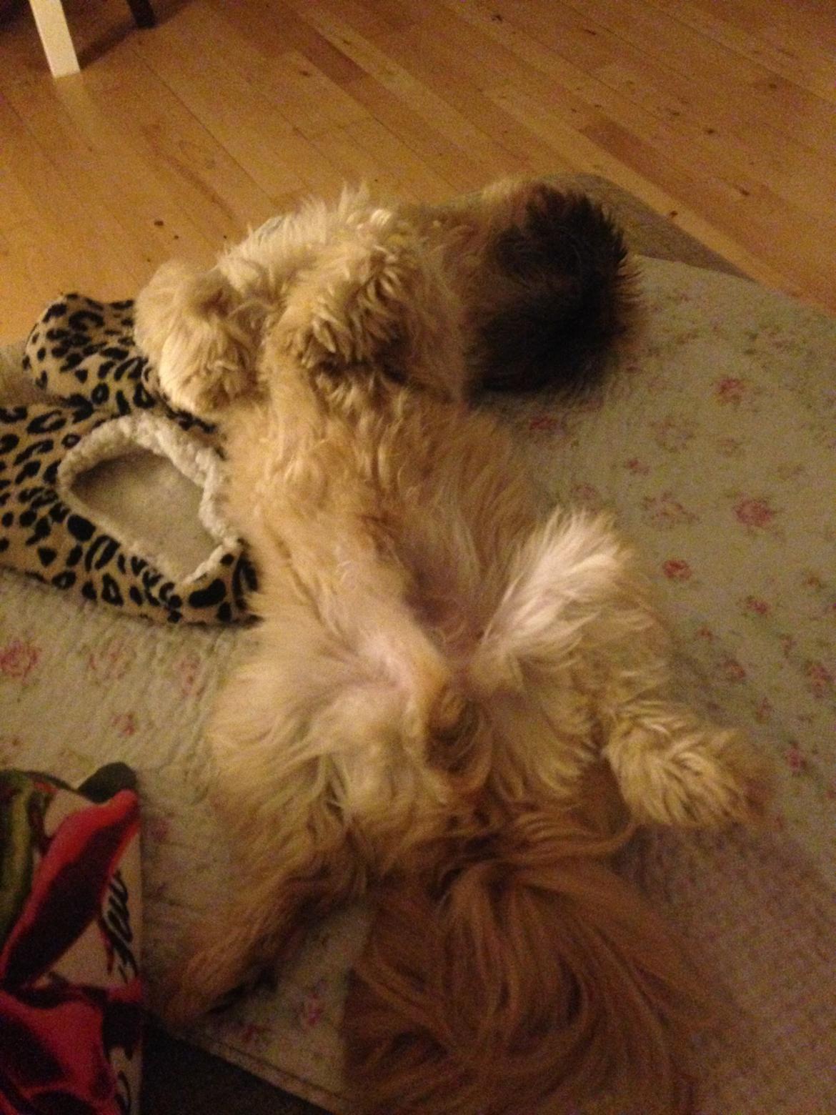 Shih tzu Chico billede 6