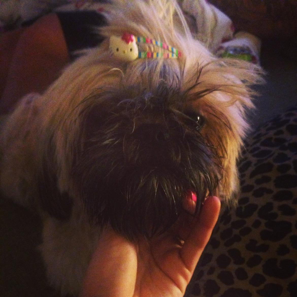 Shih tzu Chico billede 7