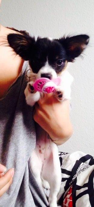 Blanding af racer Diva billede 11