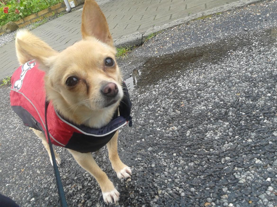 Chihuahua Bella billede 1