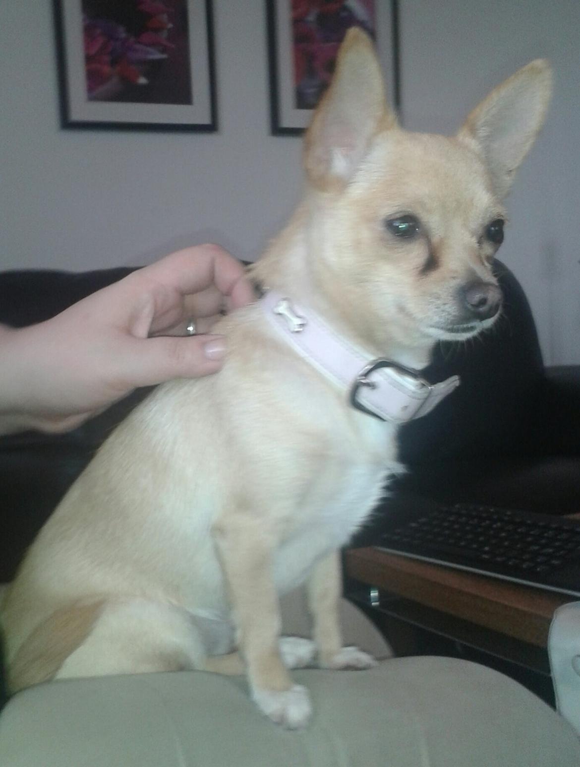 Chihuahua Bella billede 2