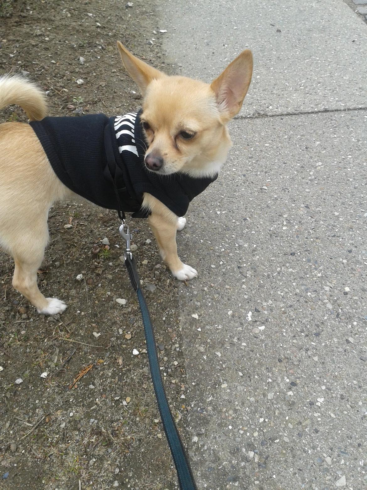 Chihuahua Bella billede 3