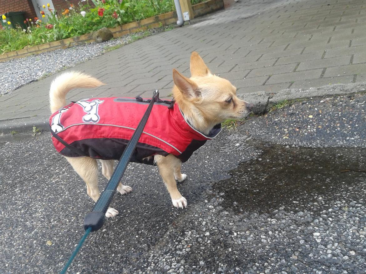 Chihuahua Bella billede 4