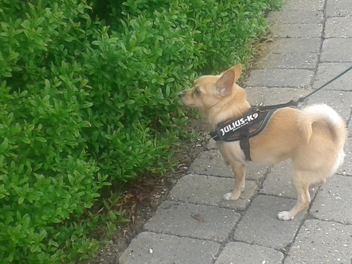 Chihuahua Bella billede 5