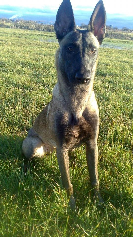 Malinois Independet Spirit's Luxus billede 6