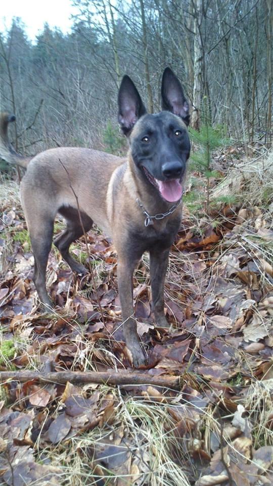 Malinois Independet Spirit's Luxus billede 10