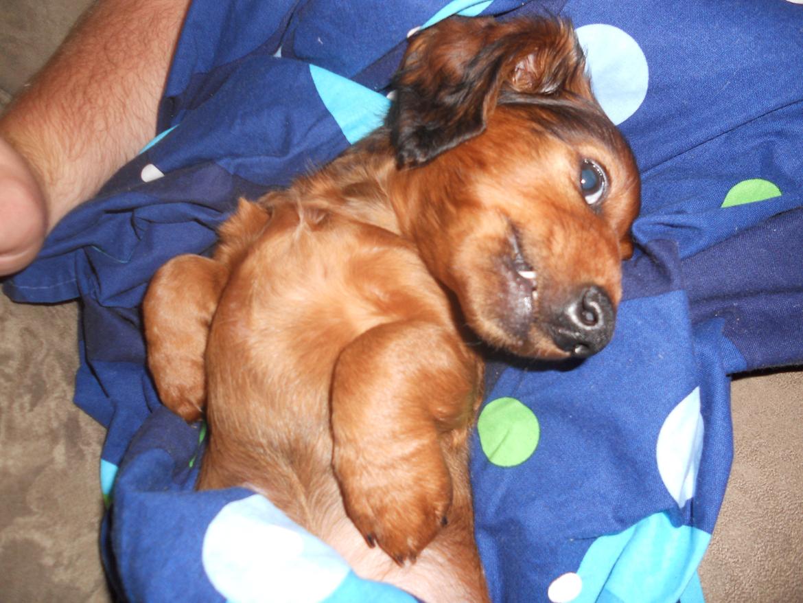 Dværggravhund Zazu - Jeg ellllesker mit liv :D billede 11