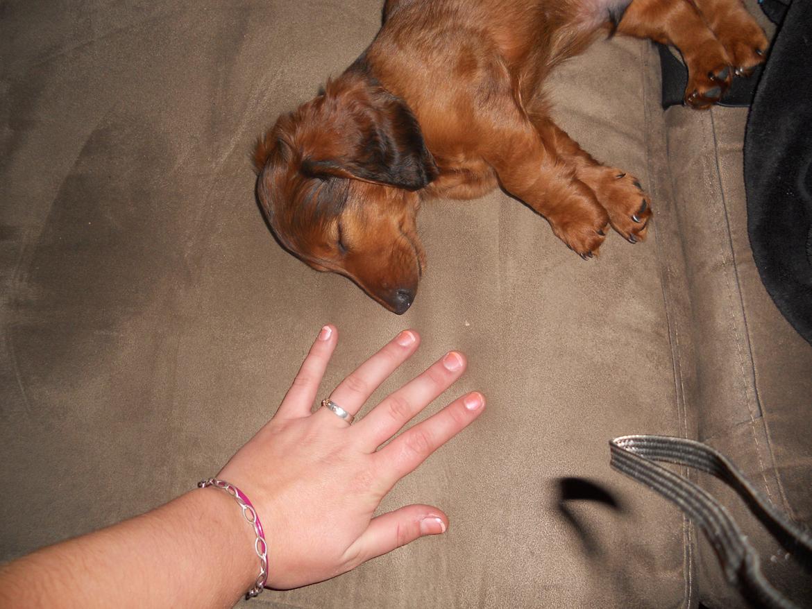 Dværggravhund Zazu - Lille fis  :) billede 9