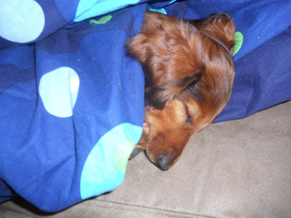 Dværggravhund Zazu billede 13