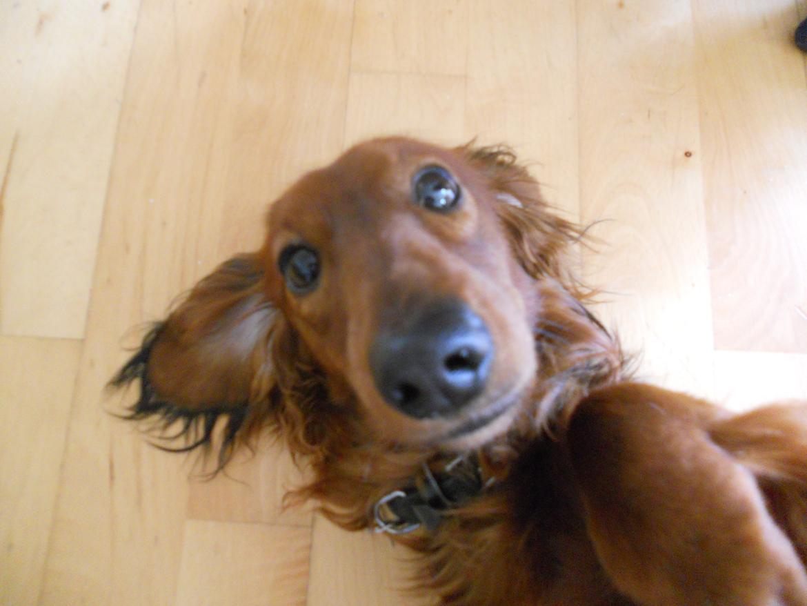 Dværggravhund Zazu billede 4