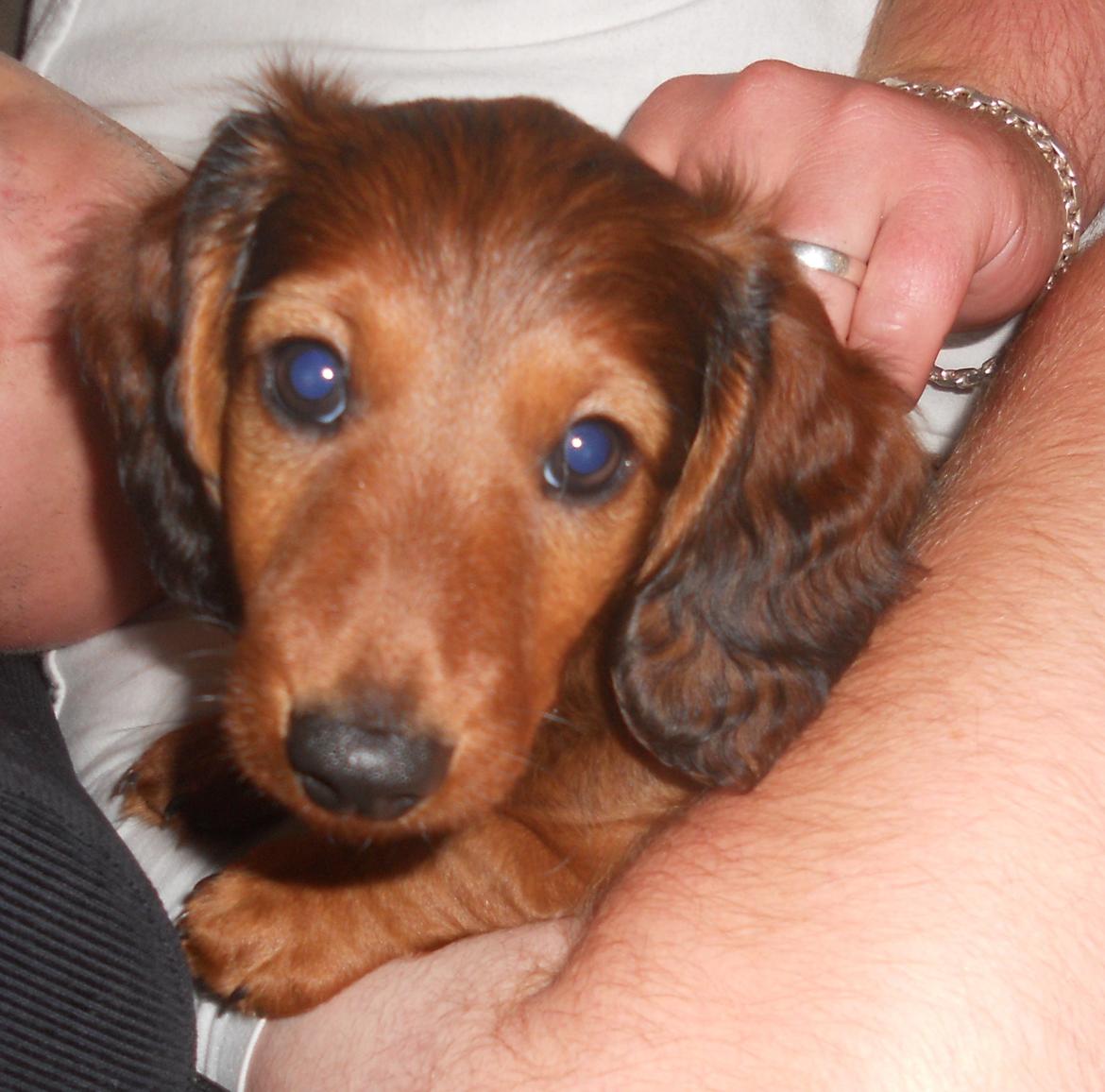 Dværggravhund Zazu billede 10