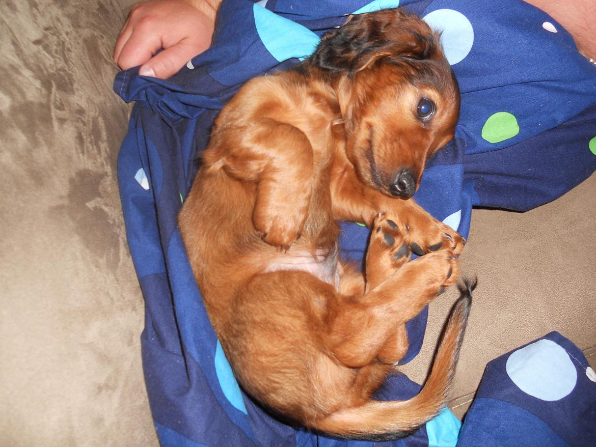 Dværggravhund Zazu billede 12