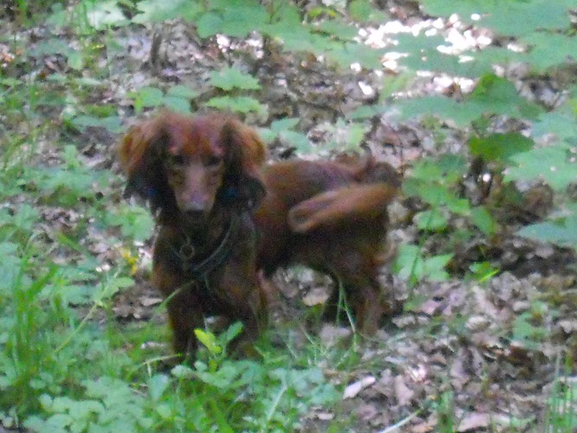 Dværggravhund Zazu billede 15