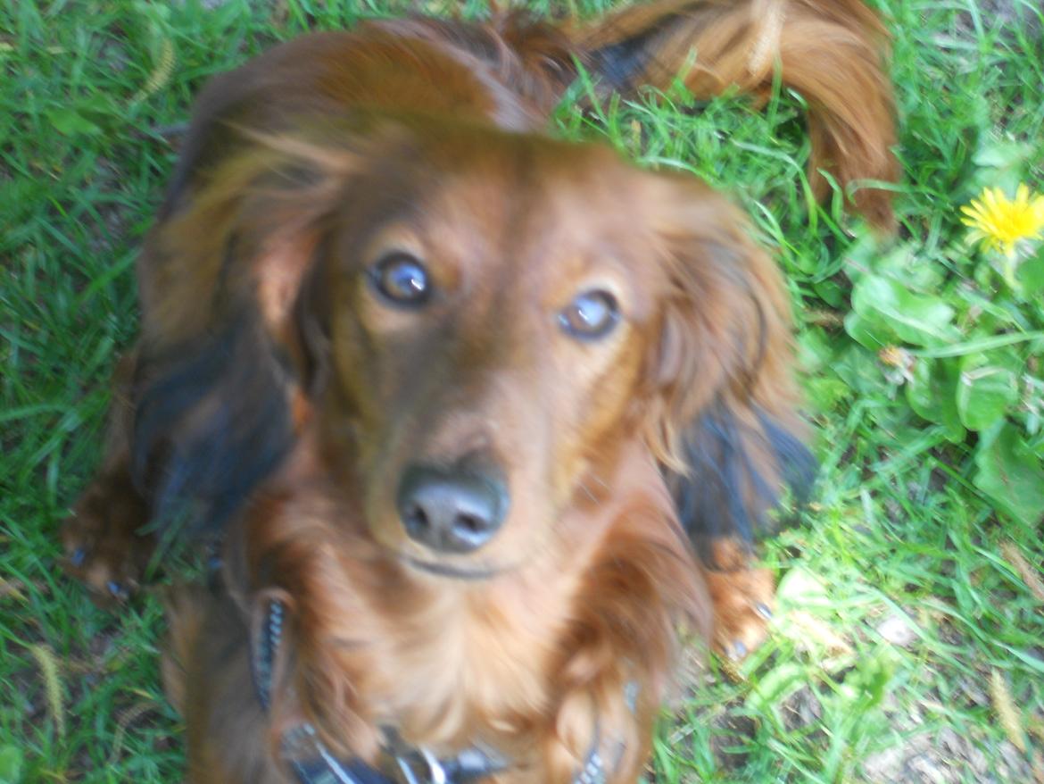 Dværggravhund Zazu billede 5